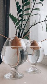 появляются корешки