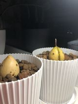 высадка  в горшочки с плодородной землёй